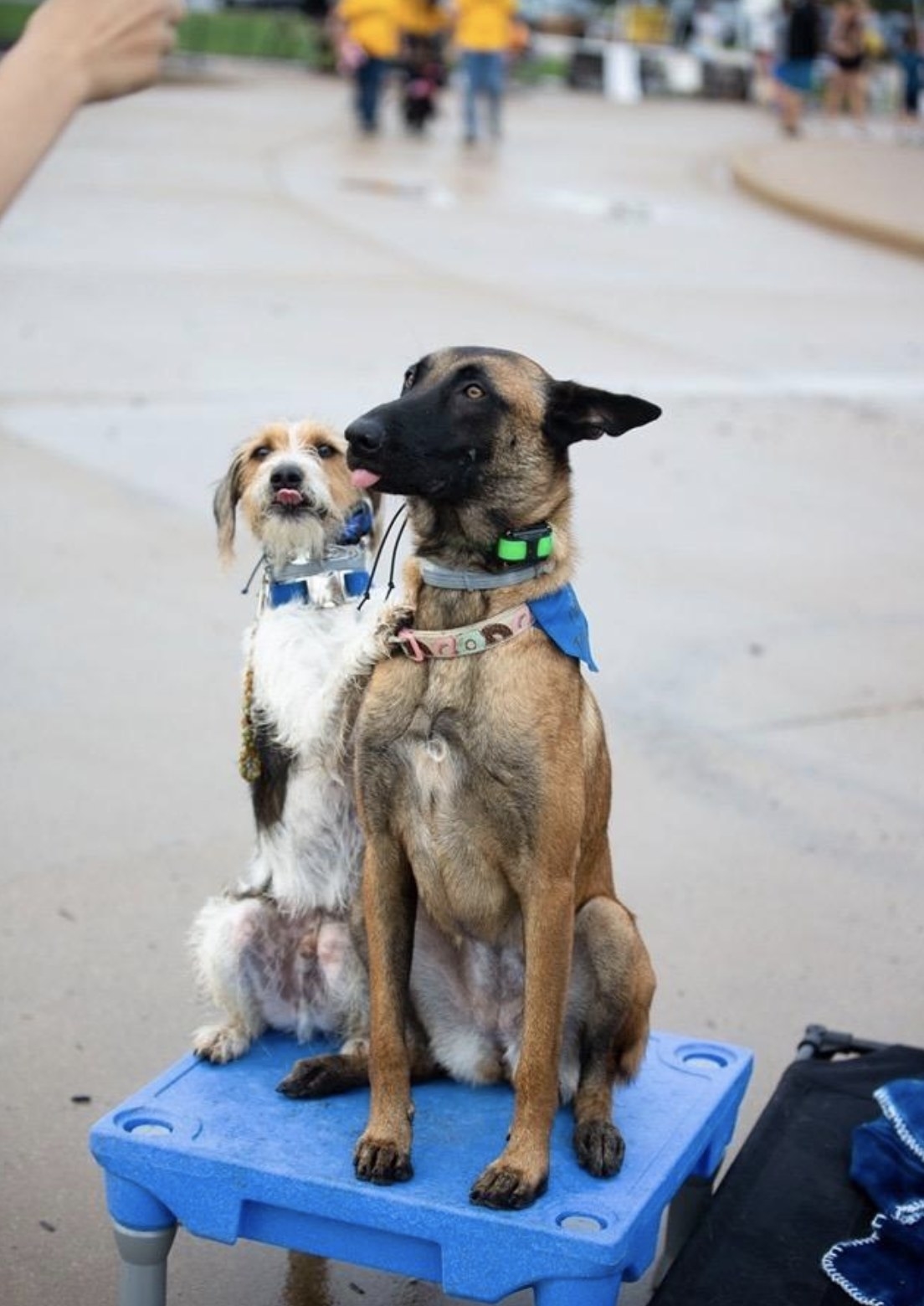 A reviewer image of two dogs on the platform 