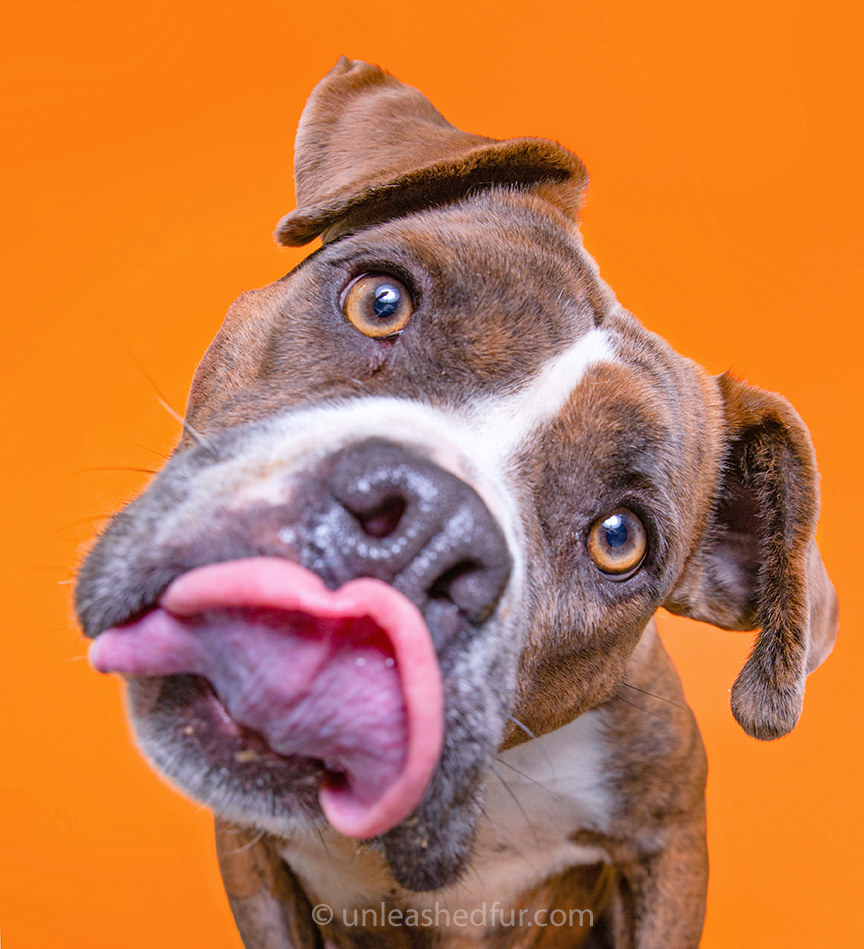 Close up a dog licking his lips