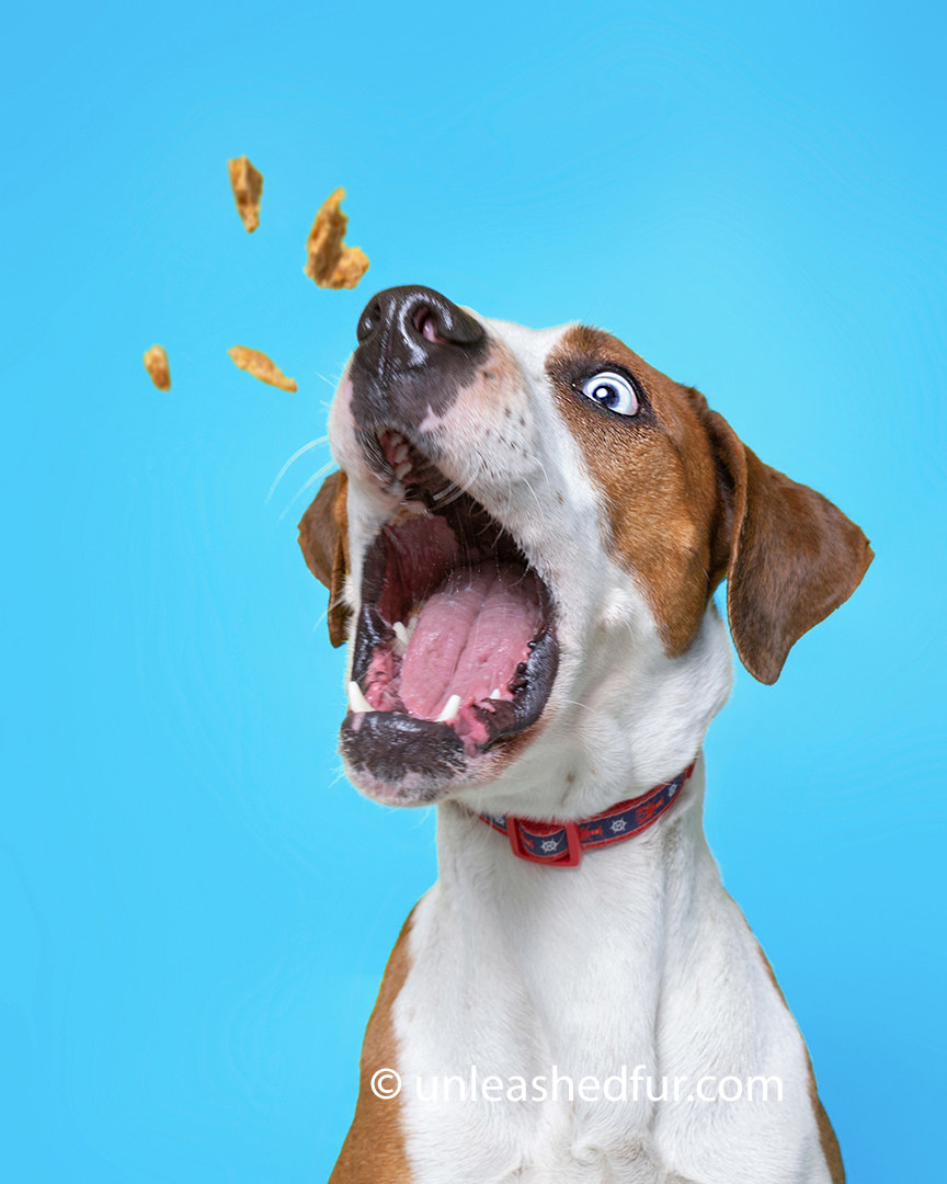 Dog catching a handful of treats