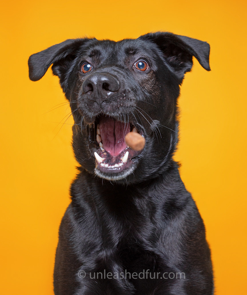 Dog catching a treat