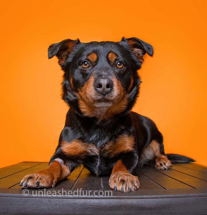 Dog lying down on wood