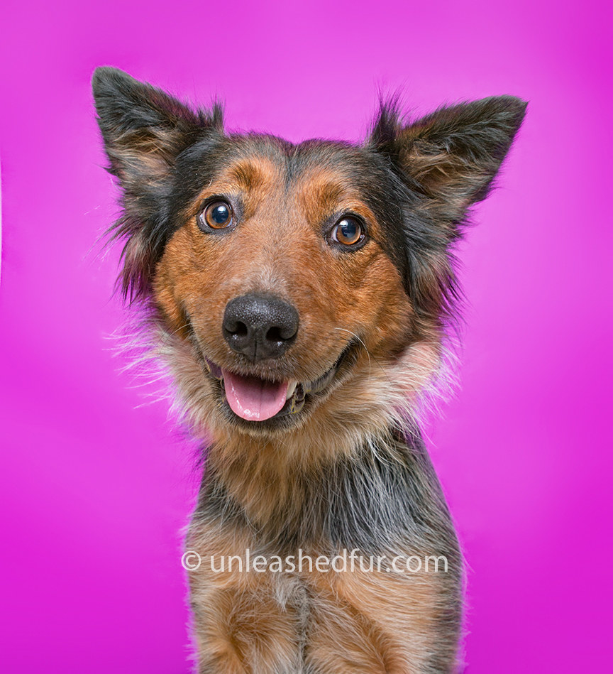 Dog smiling sweetly