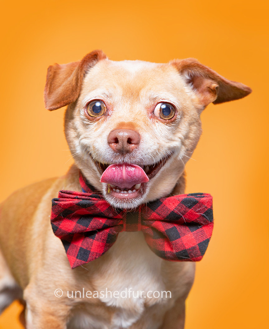 Small dog wearing a big bowtie