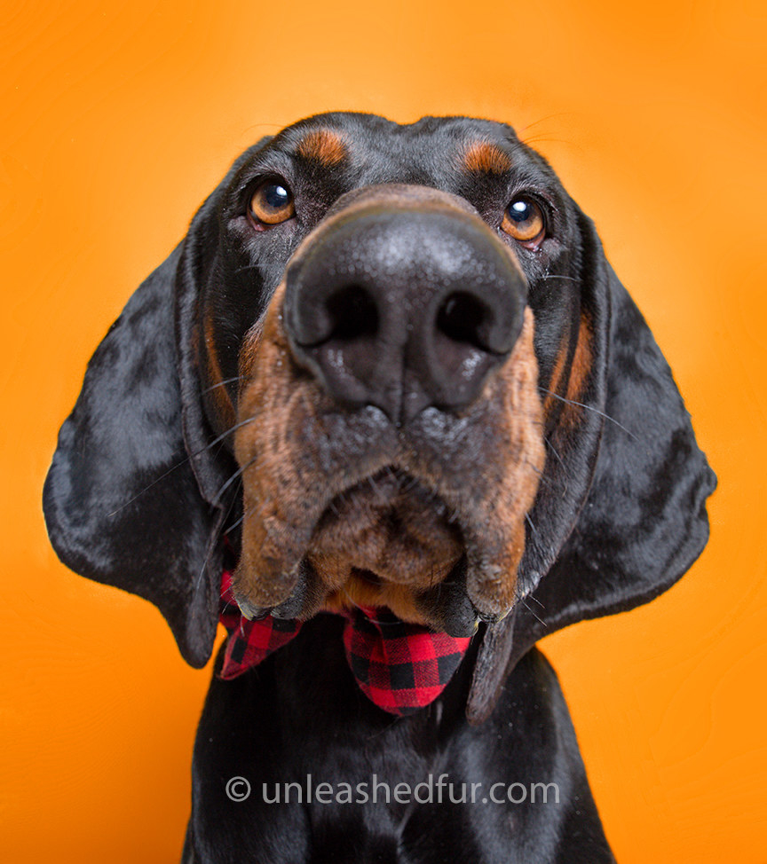 Close up of dog&#x27;s nose with a bowtie 