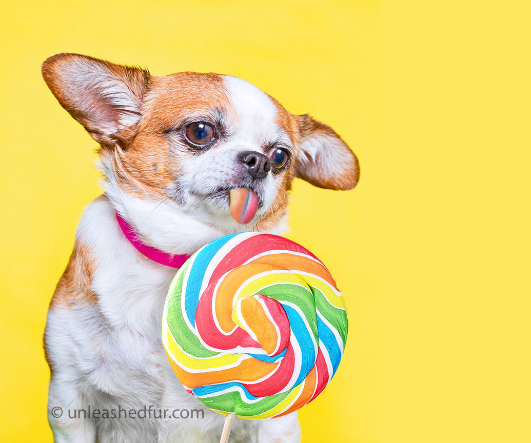 Small dog licking a lollipop 