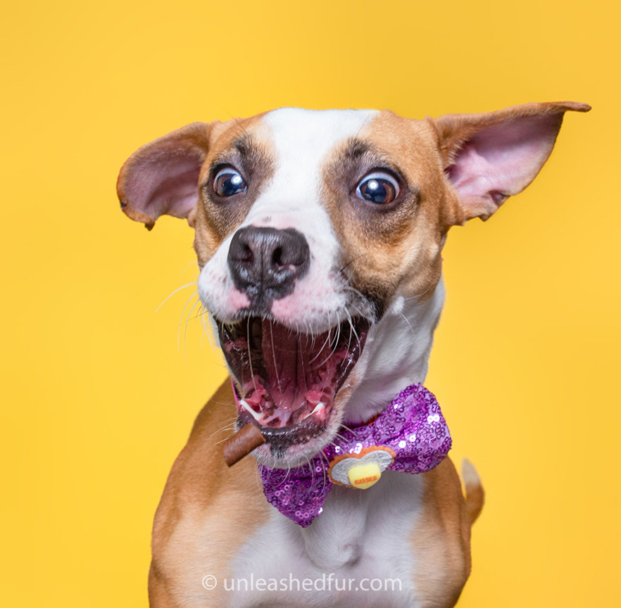 Dog wearing a sparkly bowtie catching a treat