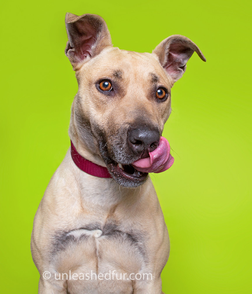 Dog with its tongue out