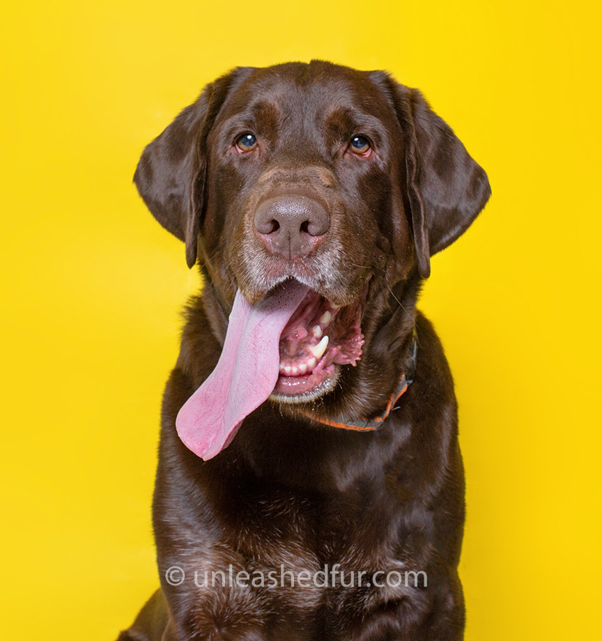 Big dog with his big tongue hanging out