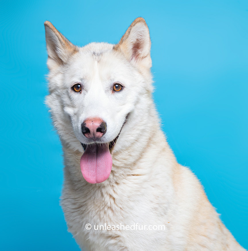 Dog with its tongue hanging out