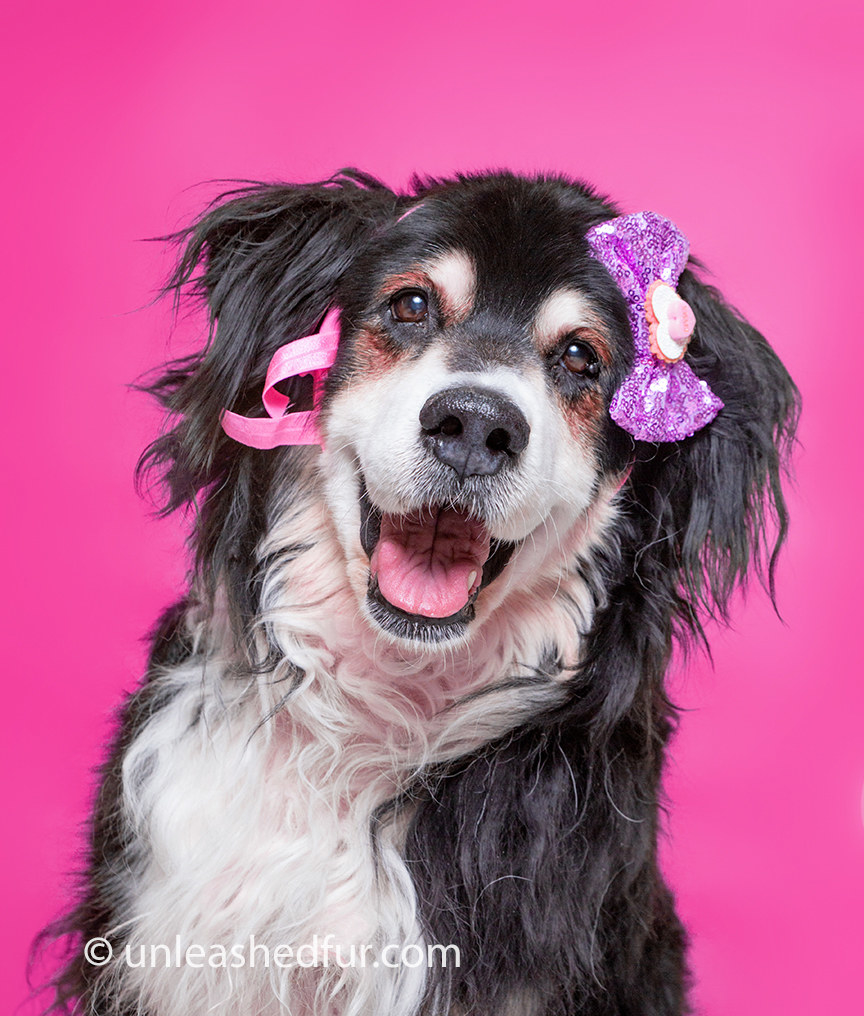 Long-haired dog smiling with bows in her hair