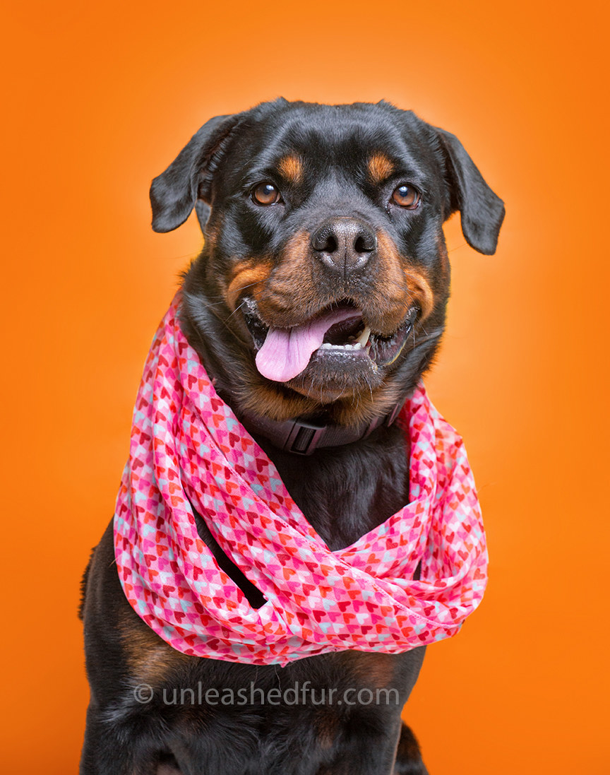 Dog wearing a patterned scarf with its tongue out