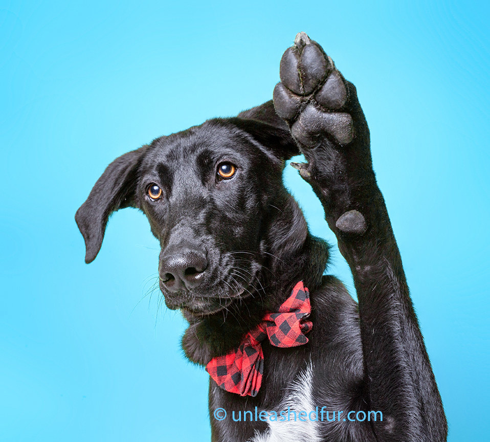 Dog in a bowtie raising his paw