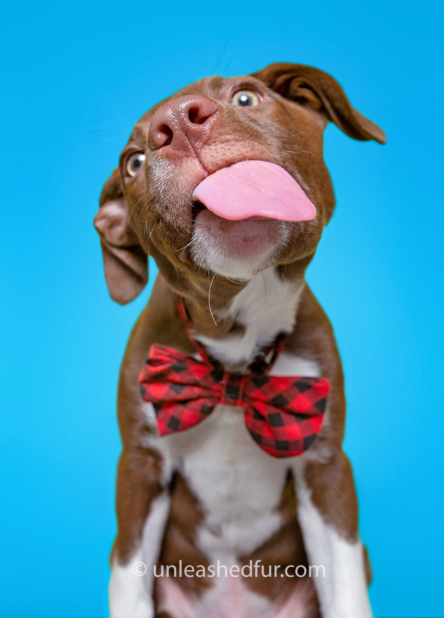 Closeup of dog with its tongue out 