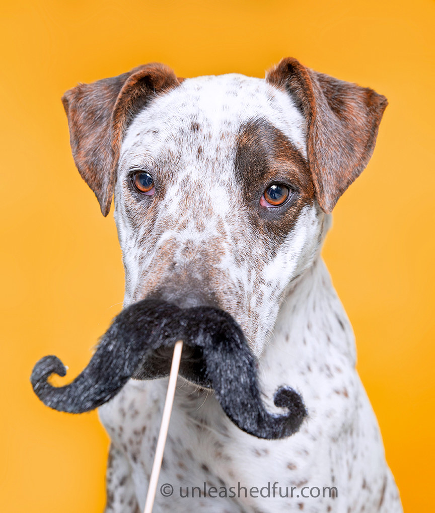 Dog with a fake mustache 