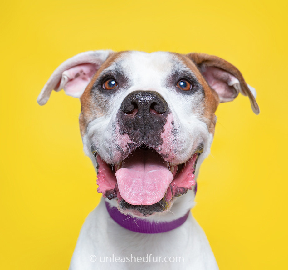 Dog with its tongue hanging out