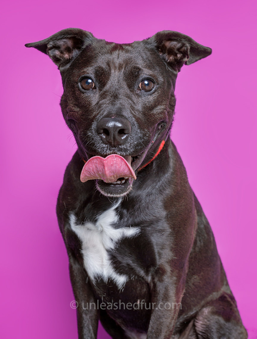 Dog with her tongue out