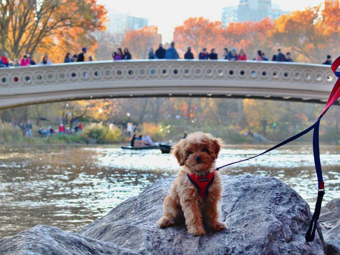 My dog, Hudson, wearing a red Puppia soft harness posing in Central Park.
