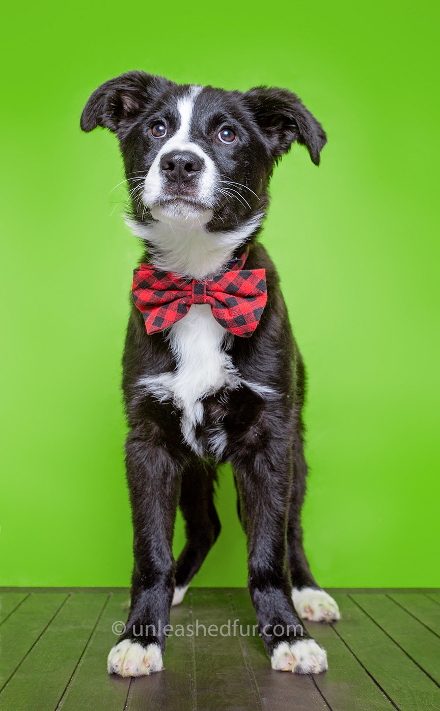 Dog wearing a bowtie