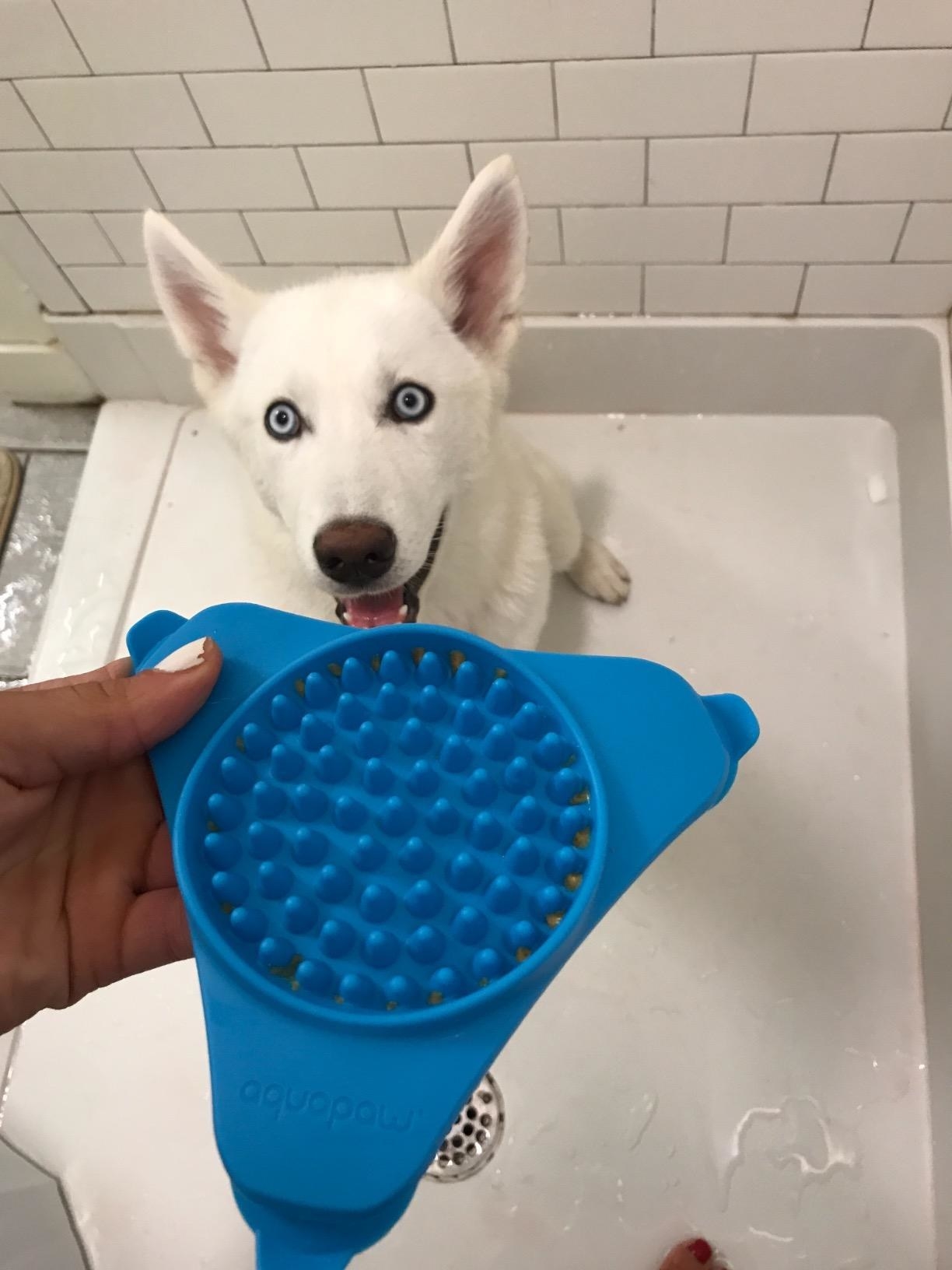A white Husky dog in the shower looking happily at the Aquapaw dispenser. 