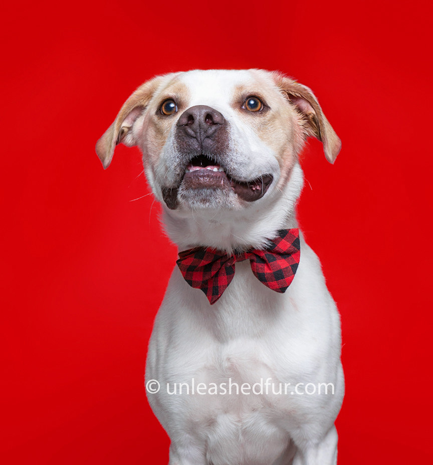 Dog wearing a patterned bowtie