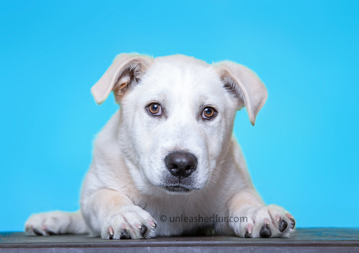 Young pup sprawled out