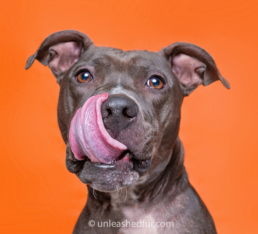 Dog licking his nose