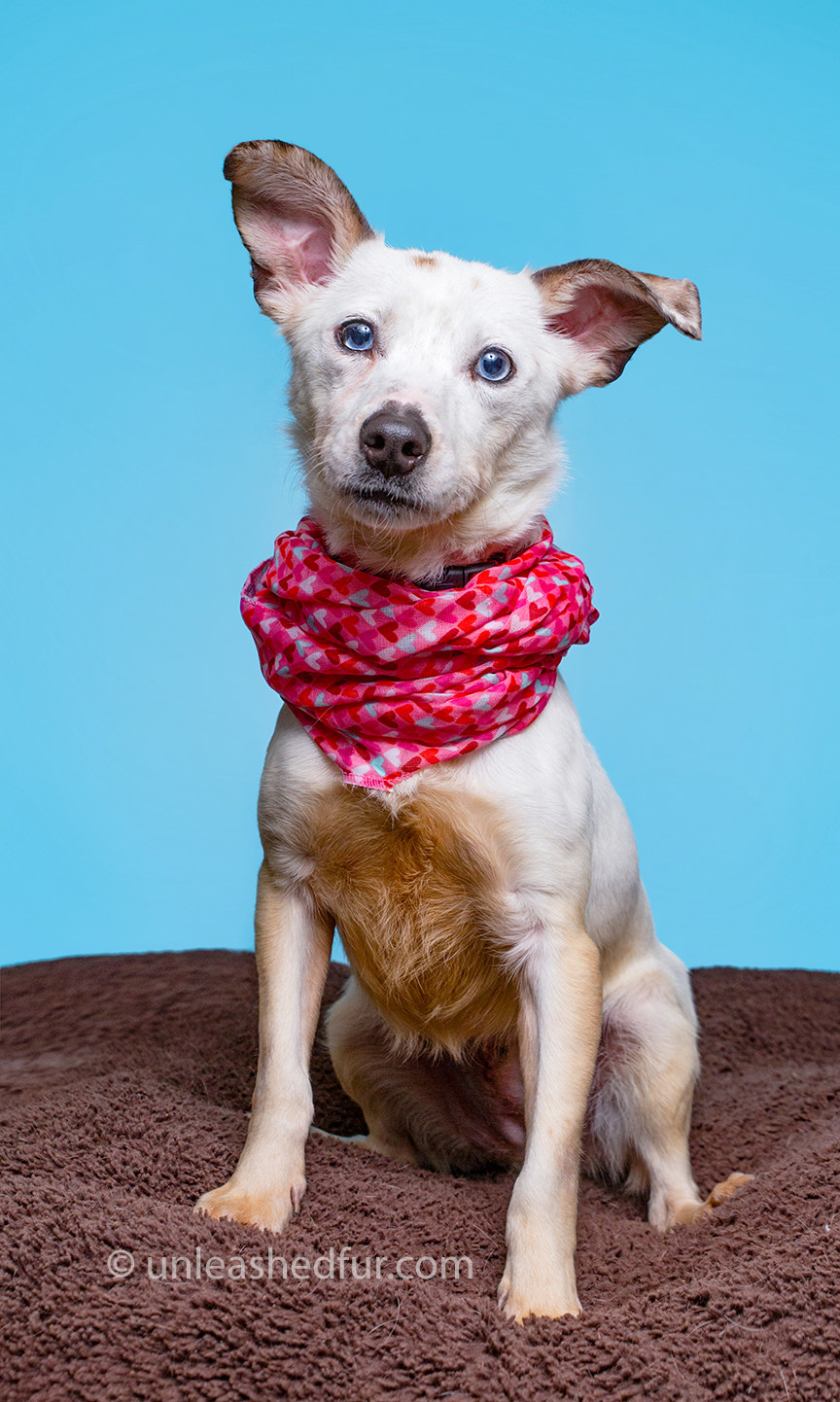 Dog wearing a scarf on a bed