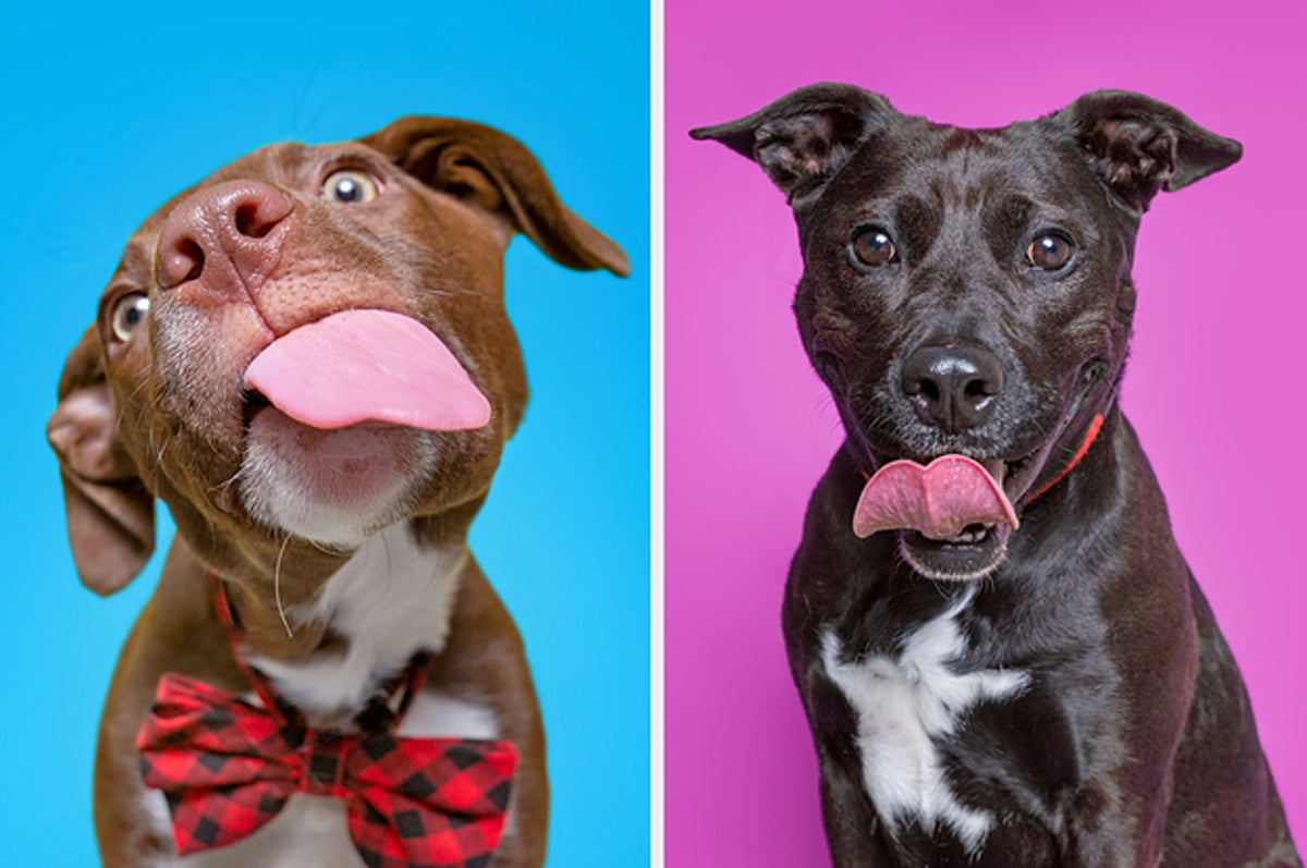 25 Dog Portraits That Are Literally All You Need To See Today