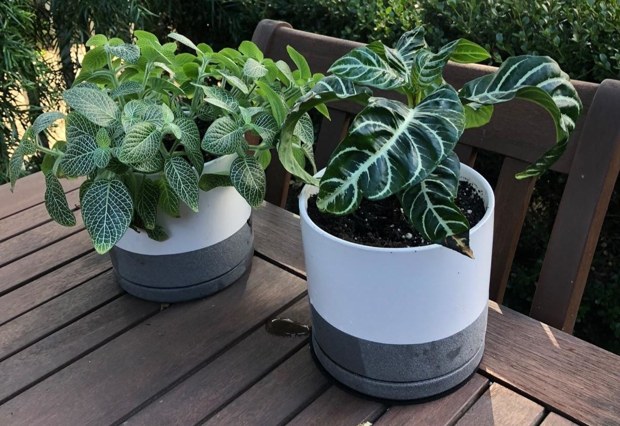 Two matte white planters with speckled gray bases