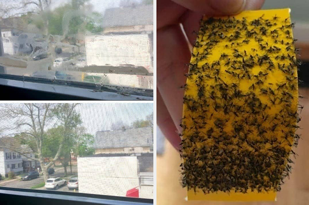 On the left, Goo Gone, and on the right, an insect trap for houseplants