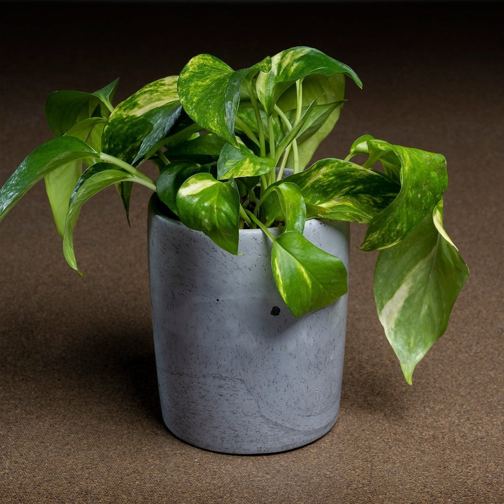 Indoor And Outdoor Planters Stylishly Designed