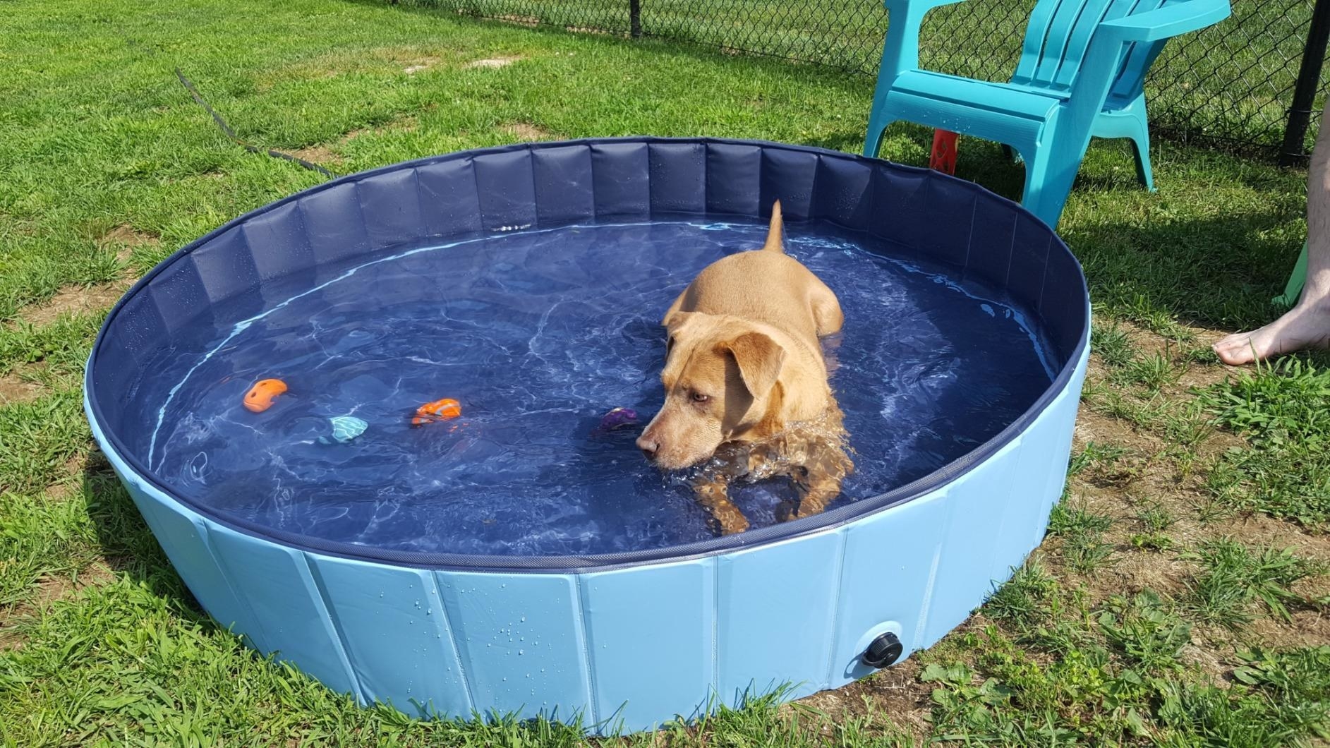Reviewer&#x27;s large dog relaxing in the pool with plenty of room leftover