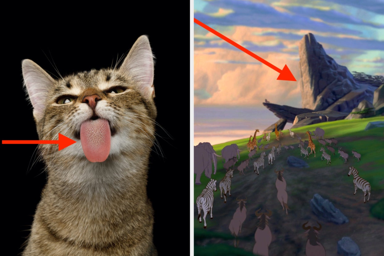 Can You Identify All Of These Rough Things?