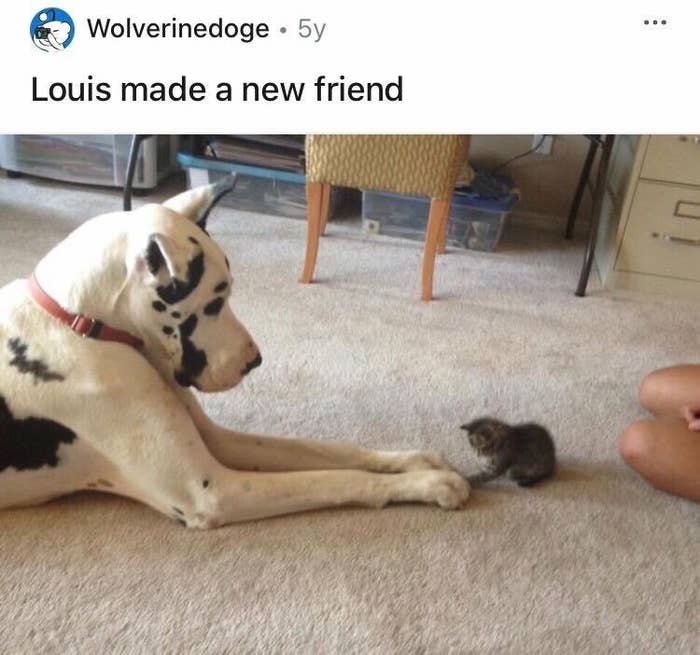 A large dog putting his paws on a much smaller kitten&#x27;s paws