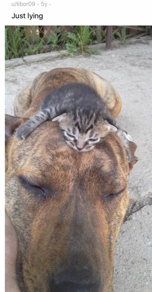 A tiny kitten sleeping on the head of a much larger dog