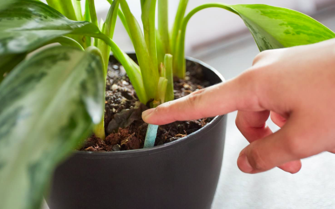 Finger touches Miracle-Gro Indoor Plant Food Spike inside a plant pot