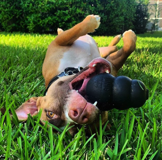 A dog chewing a toy lying in the grass