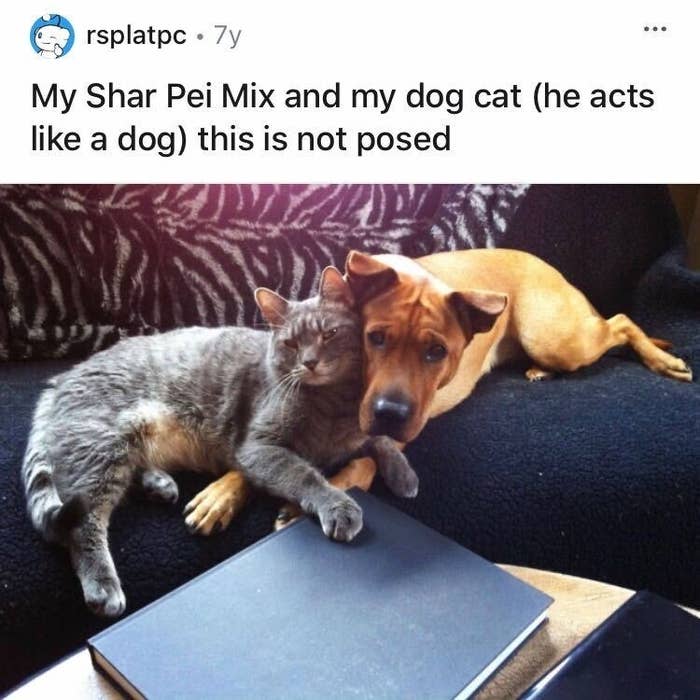 A cat and dog putting their heads together and looking directly at the camera