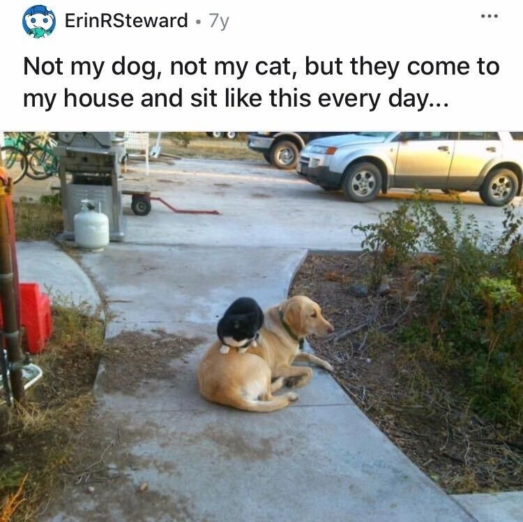 A dog sitting on a home&#x27;s walkway while a cat sits atop the dog, despite neither belonging to the homeowner