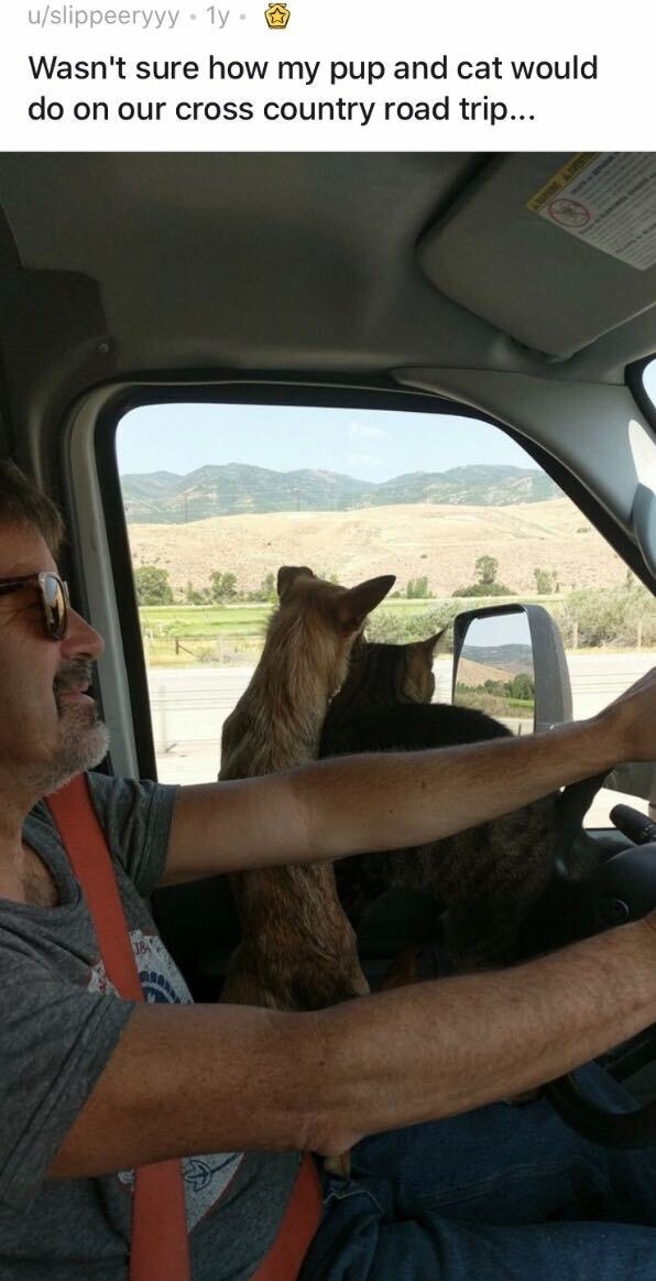 A cat and dog looking out of a car window together as their owner drives