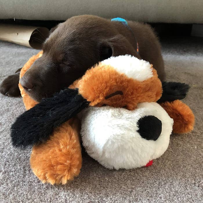 A puppy sleeping on the plush doll 