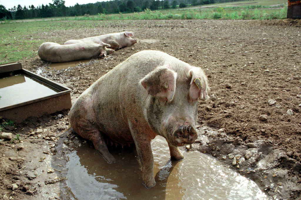 A group of pigs wallowing in mud