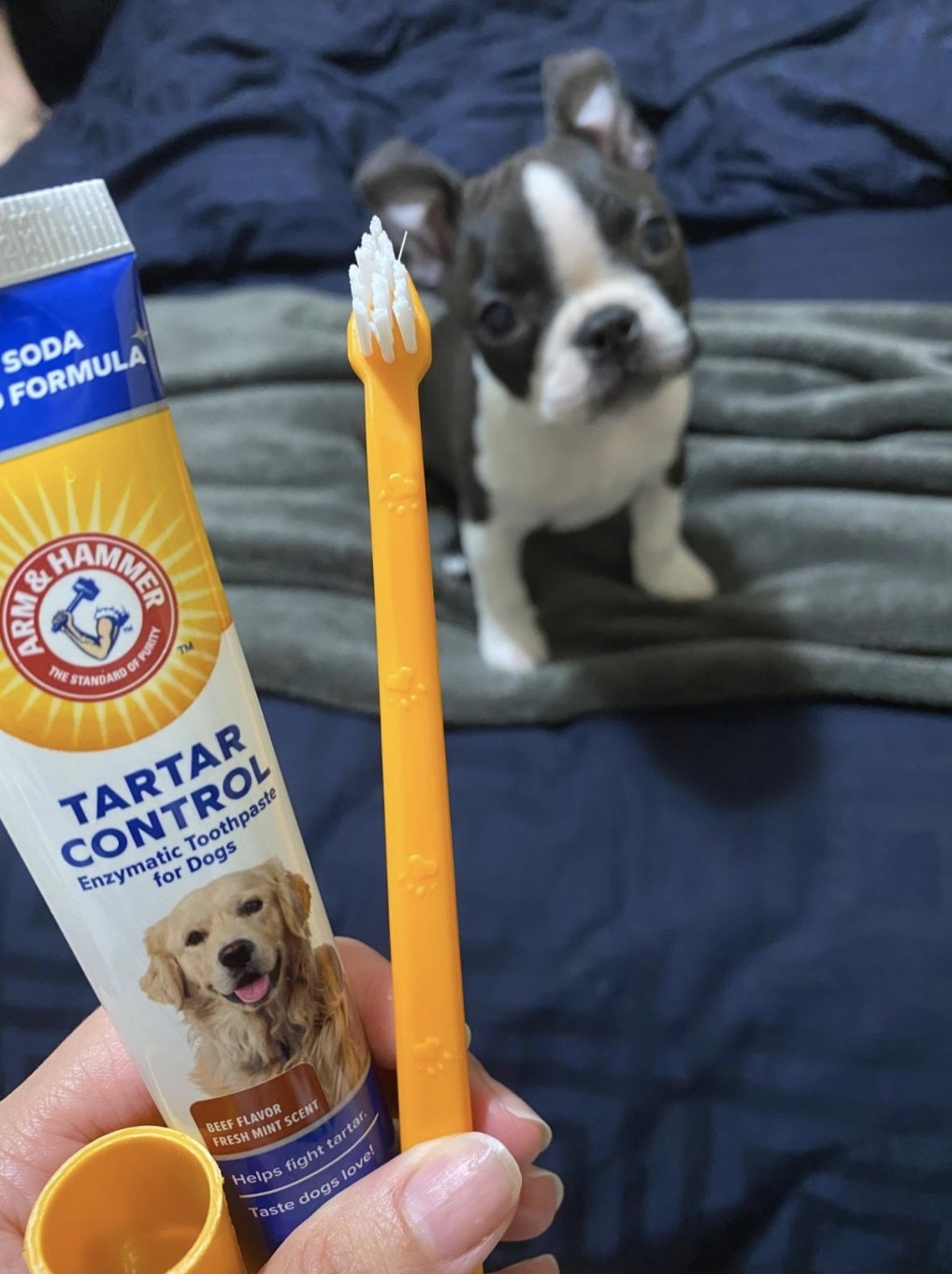 A puppy posted with the toothbrush 