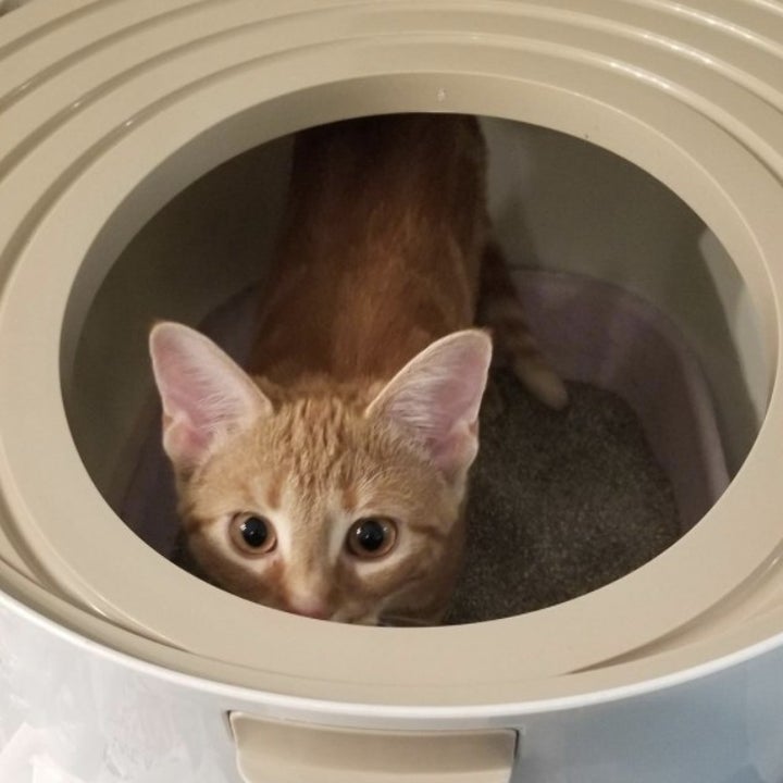 13 Of The Best Litter Boxes You Can Get On Amazon