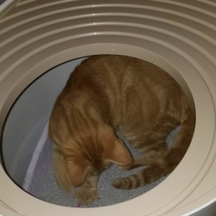 13 Of The Best Litter Boxes You Can Get On Amazon