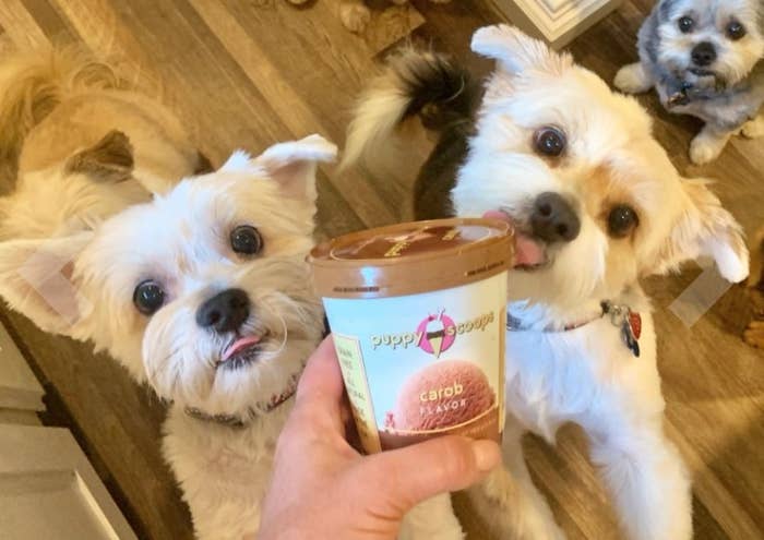 Reviewer&#x27;s two dogs jumping excitedly and licking the tub of dog ice cream