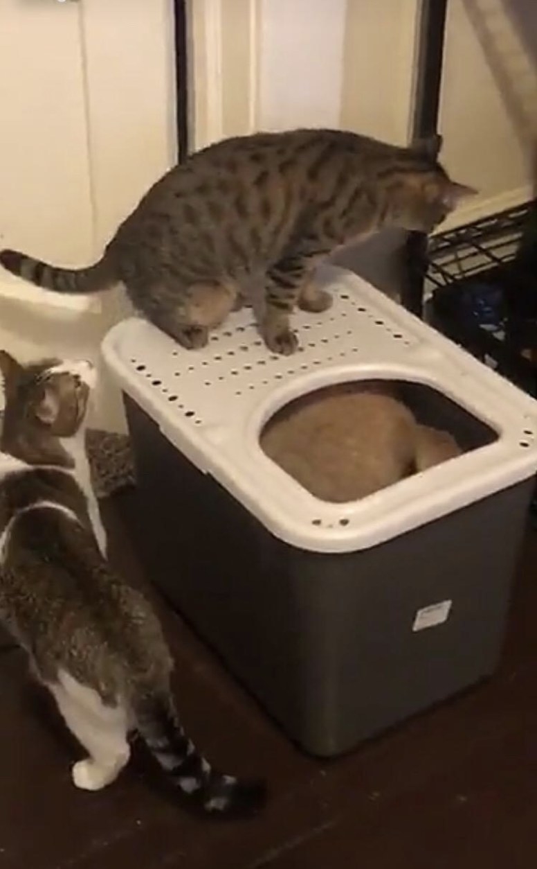 An image of three cats on a black and white top-entry litter box. One cat is inside the box, one is on top of the lid, and the other is off to the side watching. 