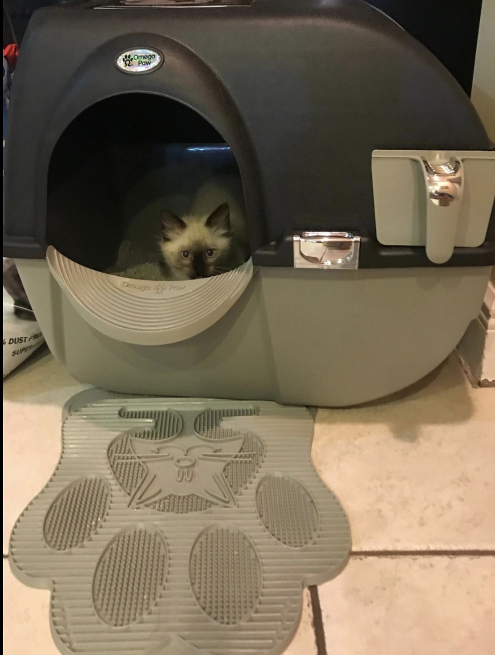 An image of a kitten inside a litter box. There is an opening to the left of the litterbox and. a latch to the right. 