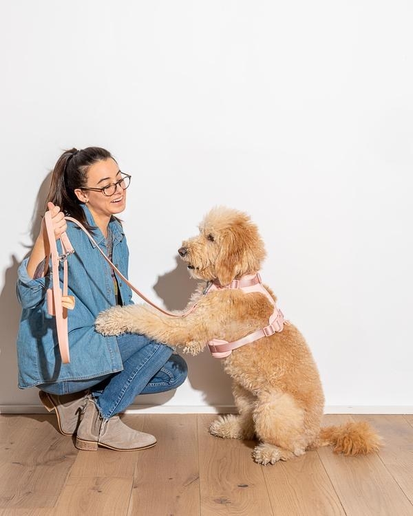 model with dog with harness, lease, and poop bag