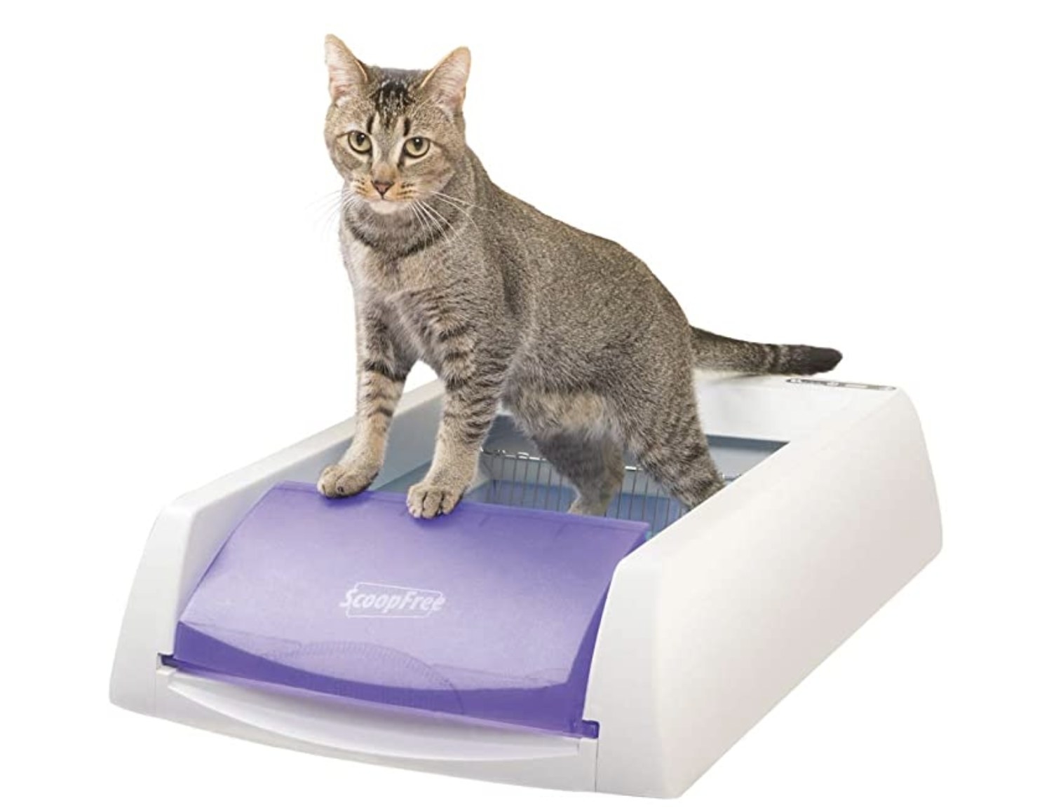 An image of a white and purple automatic litter box with a grey cat on top. 